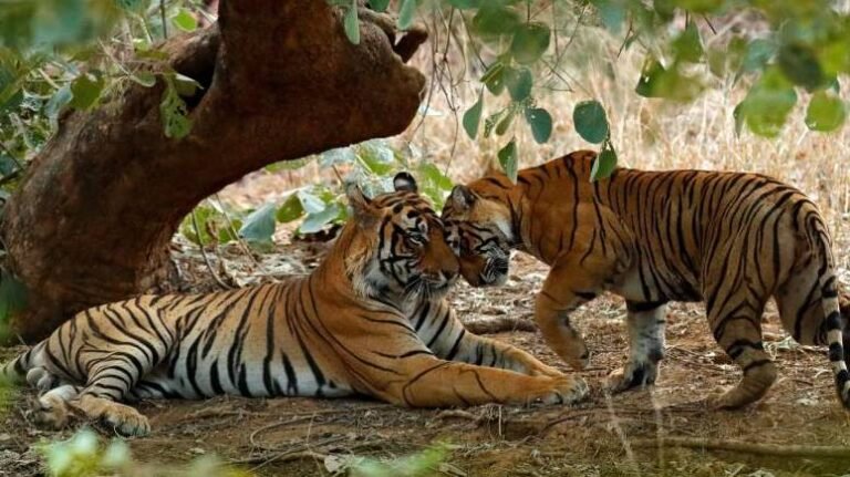 Embarking on an Exciting Safari Adventure in Ranthambore with Friends