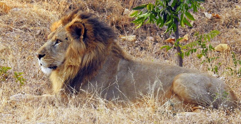 Safari Spectacles: Explore Rajasthan’s Top Wildlife Havens