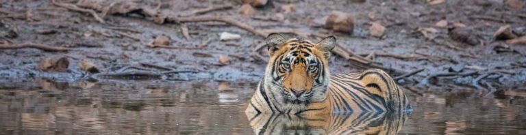 Unlocking Ranthambore’s Wonders: A Budget-Friendly Guide to Safari Adventures