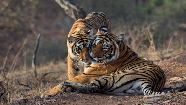 Embarking on a 3-Day Adventure in the Heart of Wildlife Wonder: Ranthambore Safari Delight