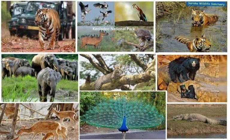 Guardians of Ranthambore: Tiger Sanctuary Serenity