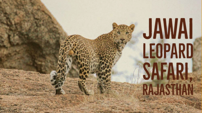 Jawai Wildlife Tour