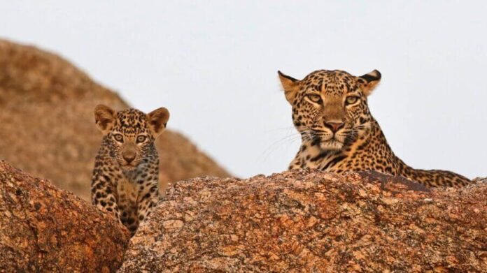 Jawai Wildlife Tour