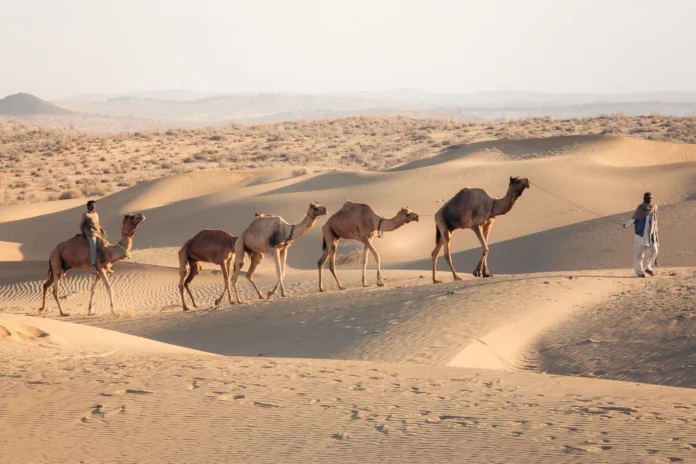 Best Camel Safari in Jaisalmer