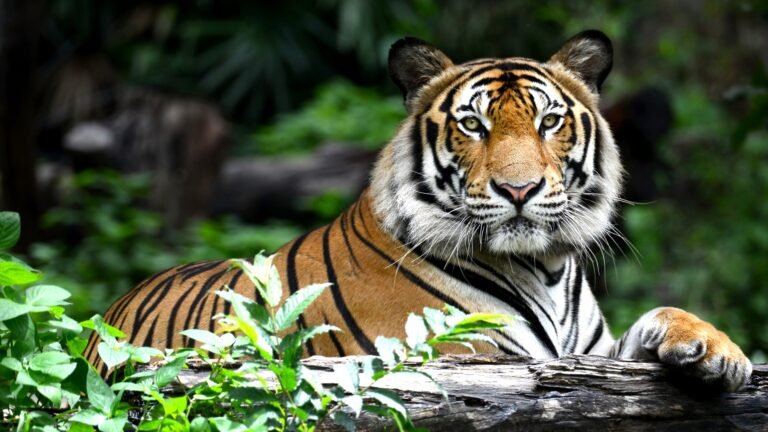 A Guide to Iconic Spots on Your Ranthambore Sightseeing Tour