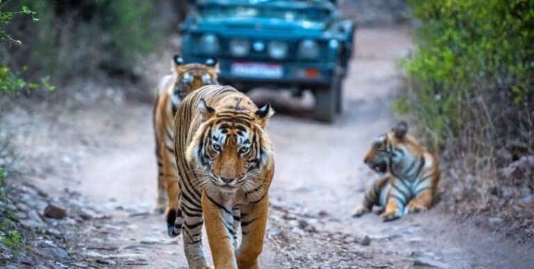 Unveiling the Secrets of Ranthambore’s Thriving Tiger Population